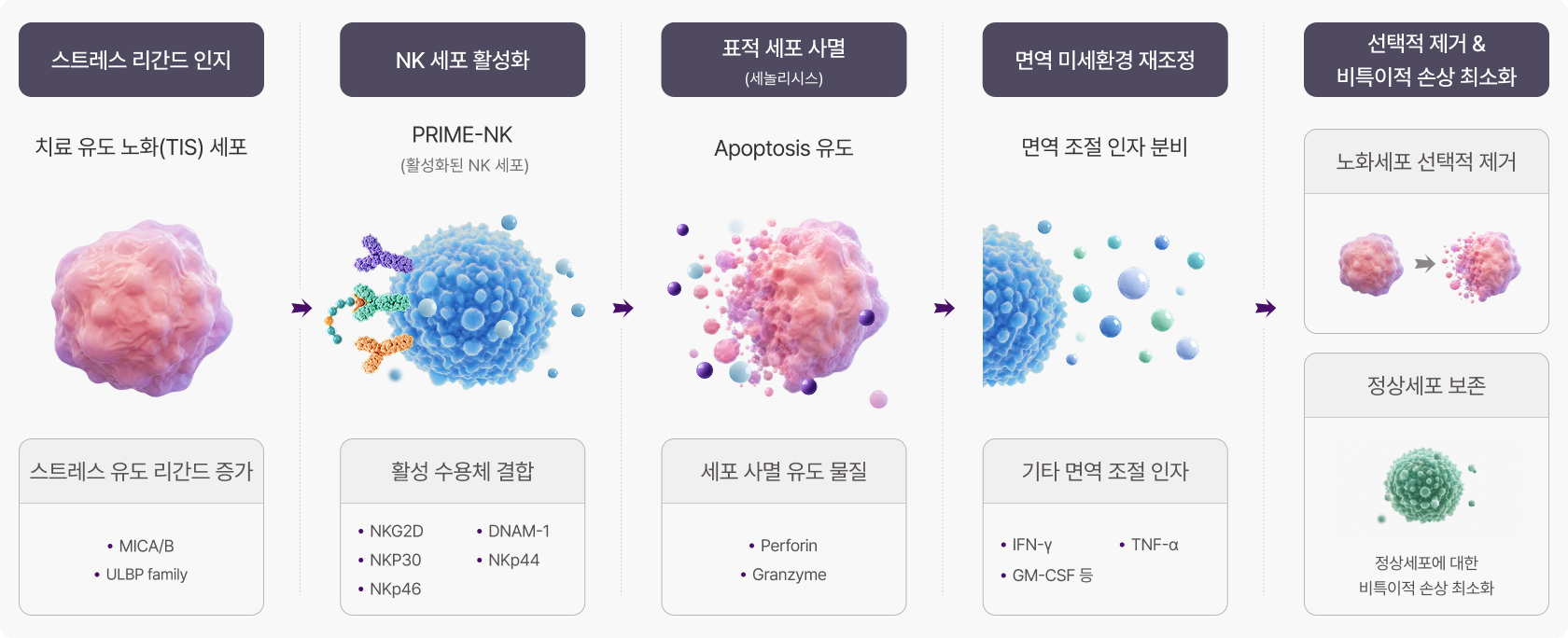 스트레스 리간드 인지, NK 세포 활성화, 표적 세포 사멸, 면역 미세환경 재조정, 선택적 제거 및 비특이적 손상 최소화 과정